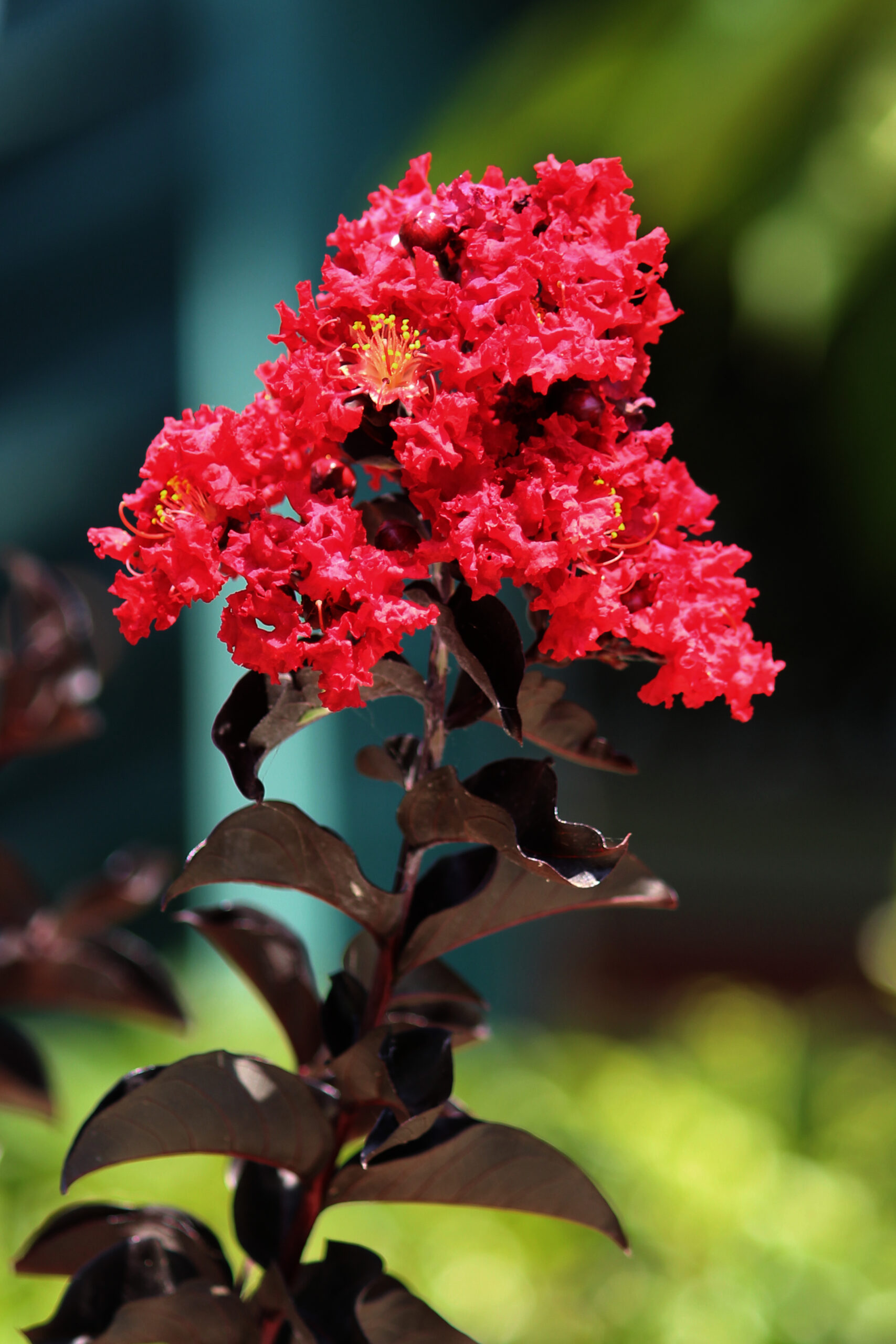 Black Diamond Crepe Myrtle - Sunshine Nursery™